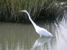 PICTURES/Chincoteague Island/t_Great Egret3.JPG